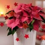 Cách thức chuẩn bị Giáng sinh