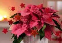 Cách thức chuẩn bị Giáng sinh