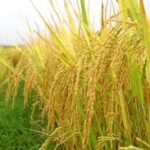 Bông lúa trĩu hạt (Thứ Sáu Tuần 3 Thường niên)