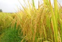 Bông lúa trĩu hạt (Thứ Sáu Tuần 3 Thường niên)
