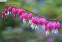 Phải chăng? Sống là…