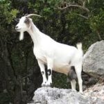 Con dê chịu tội