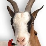 Năm Mùi vui chuyện Dê trong Kinh Thánh