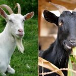 Dê trắng – Dê đen
