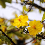 Tết này có giống tết xưa?