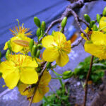 “Dọn Nhà” đón xuân