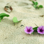 40 ngày chay tịnh