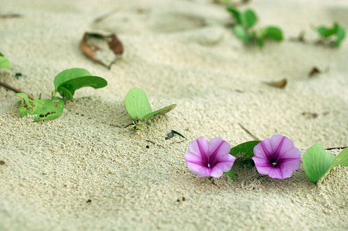 40 ngày chay tịnh