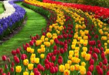 Người nữ là những bông hoa tỏa hương cho đời