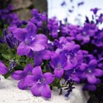 Mùa Chay, mùa đổi mới