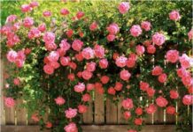 Chuyện của bông hồng ngày 8/3