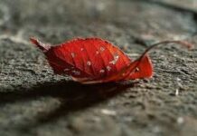 Mặt trái của sự dửng dưng