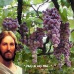 Sinh hoa lợi (Thứ Sáu Tuần 2 Mùa Chay)