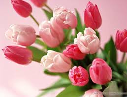 tulip