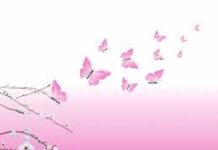 Con Bướm Màu Hồng