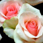 Hạnh Phúc trong Tình Yêu và Hôn Nhân