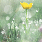 Những Mùa Mưa Hồng Ân