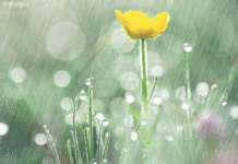 Những Mùa Mưa Hồng Ân