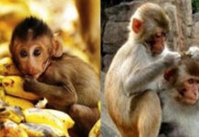 Tản Mạn Chuyện Khỉ