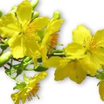 Mùa Xuân Mới Của Tập Viện