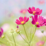 Vu lan, lời kinh cầu cho Mẹ