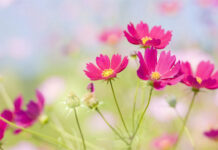 Xa mặt cách lòng