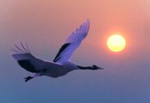 Tiếng gọi yêu thương