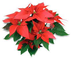 Hoa lòng dâng Chúa Hài Đồng