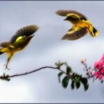 Khoảng cách trong tình yêu