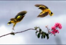 Khoảng cách trong tình yêu