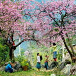 Ánh sáng mùa Xuân