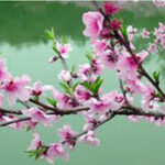 Chở Xuân về yêu thương