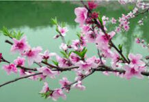 Chở Xuân về yêu thương