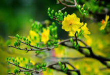 Chờ đón Xuân về