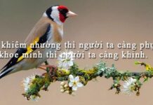 Người khiêm tốn