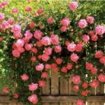 Hội chợ 0 đồng, Giáo điểm Cầu Mống