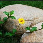 Năm quy tắc đơn giản để sống ý nghĩa mỗi ngày