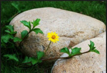 Người sống đời thánh hiến được mời gọi trở nên dấu chỉ cho thời cánh chung