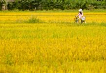 Hương thơm nơi ấy