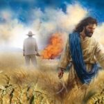 Sinh hoa kết quả (Thứ Sáu Tuần 16 Thường niên)