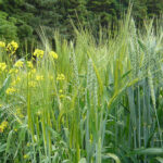 Các bài suy niệm Chúa Nhật 16 Thường niên Năm A