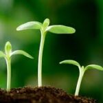 Hạt giống vãi gieo