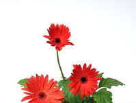 Hãy biết ơn bằng cách nói lời cảm ơn