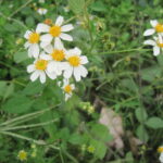 Suy niệm chung Tháng 05/2024 – Lòng khiêm nhường