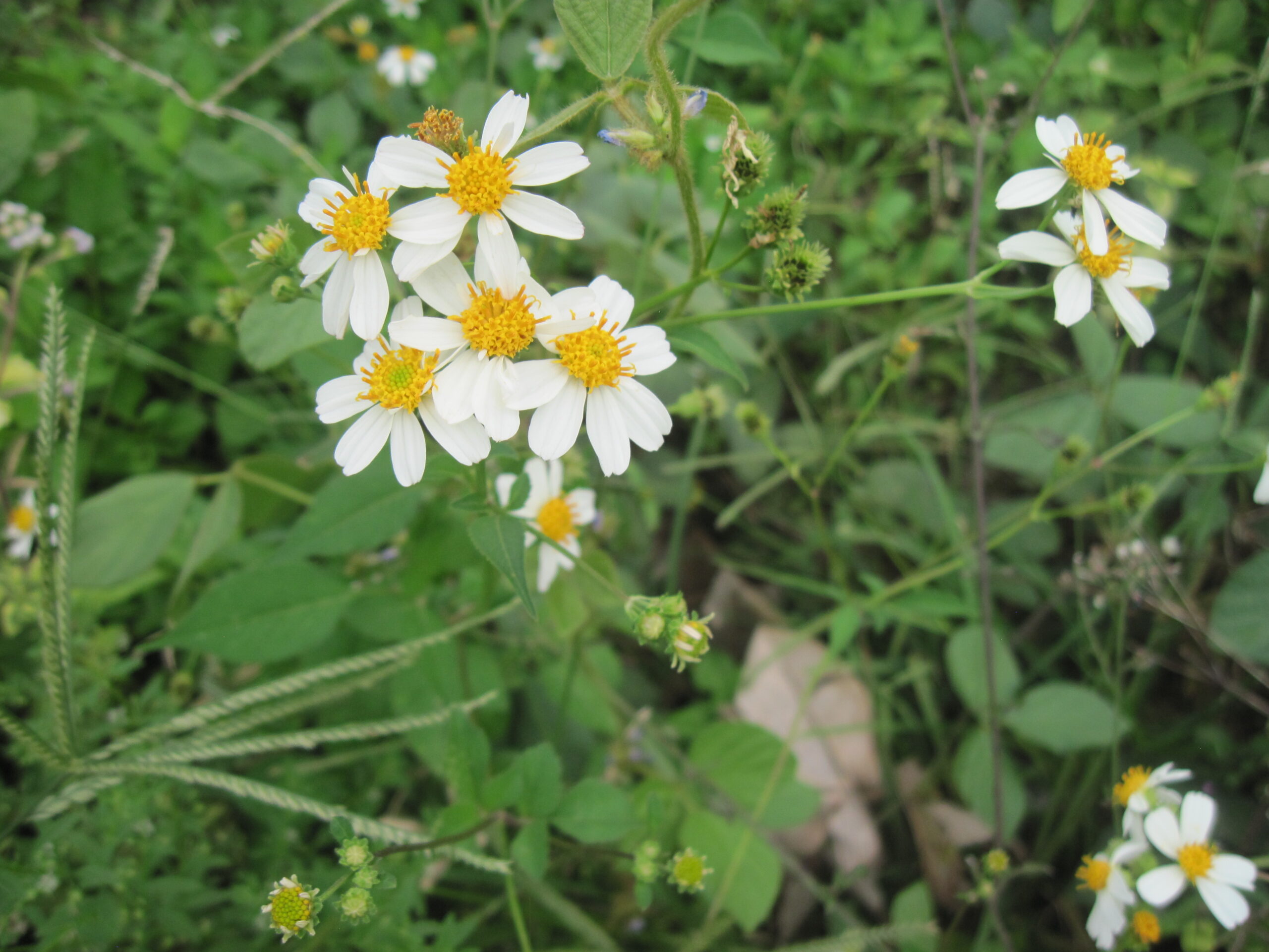 Suy niệm chung Tháng 05/2024 – Lòng khiêm nhường