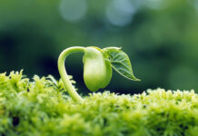 Câu Chuyện Hạt Giống