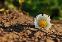 Long đong phận người