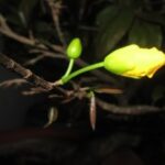 Ngày Tết, vui hay buồn