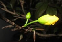 Ngày Tết, vui hay buồn