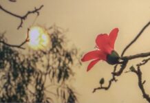 Mùa hoa gạo – Phục sinh